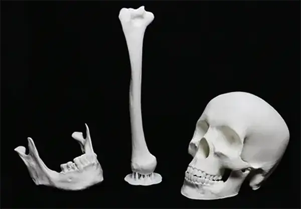 Skull Model