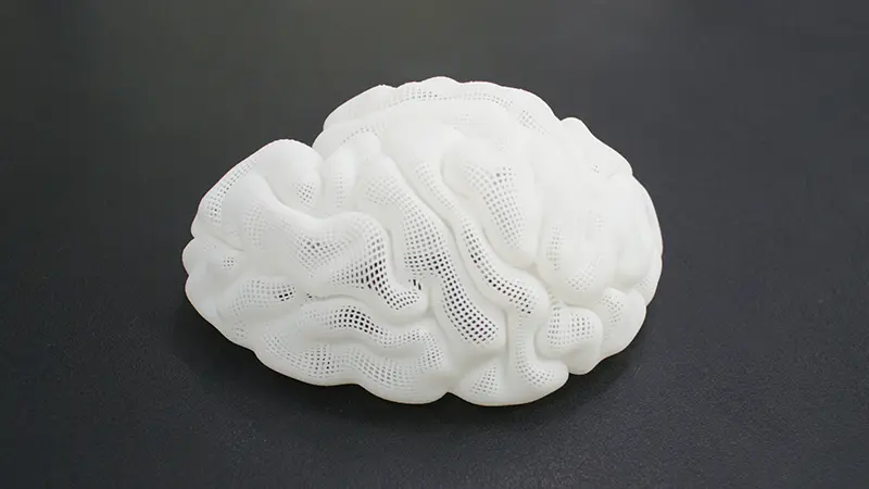UnionTech_brain_model.jpg.webp UnionTech_brain_model.JPG